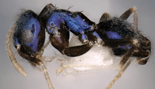 В Индии обнаружен новый вид крошечного муравья цвета «синий металлик». Фото.