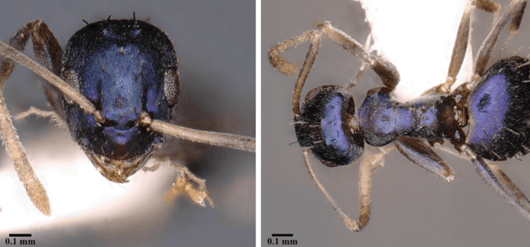 Необычный муравей цвета синий металлик. Paraparatrechina neela единственный в своем роде, который имеет такой необычный окрас. Источник фото: zookeys.pensoft.net. Фото.