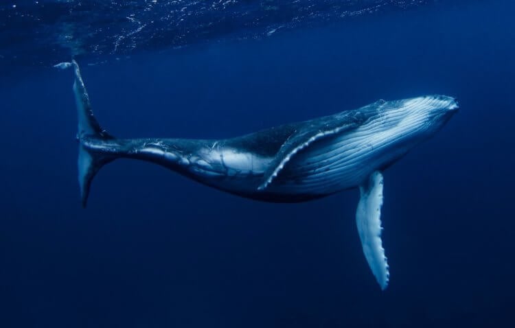 Звуки синего кита. Рекорд самого громкого голоса принадлежит синим китам. Источник изображения: dictionary.cambridge.org. Фото.