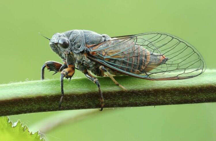 Самые громкие насекомые в мире. Цикады издают громкие звуки для привлечения самок. Источник изображения: animalzoom.ru. Фото.