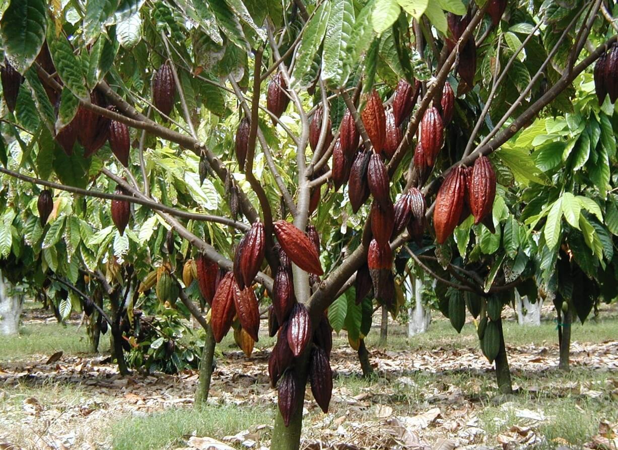 Как изготавливают шоколад. Шоколадное дерево с созревшими плодами. Источник: RuNews24. Фото.