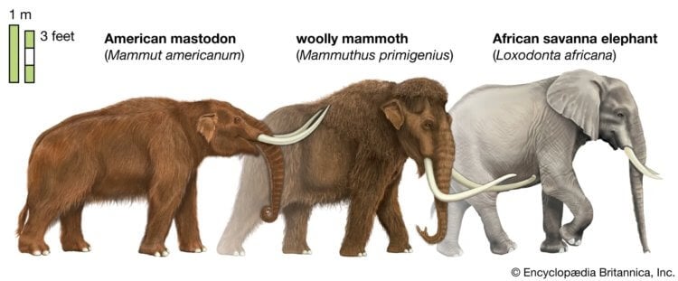Самые первые слоны в мире. Слева направо: мастодонт, мамонт и современный слон. Источник: britannica.com. Фото.