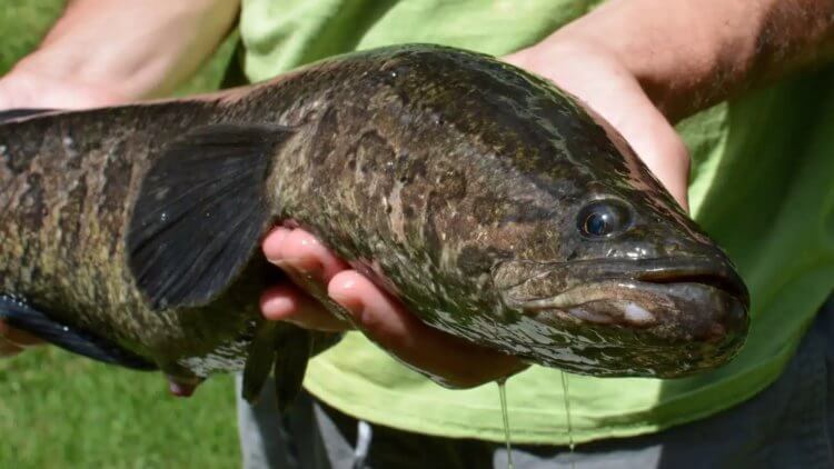 Эта рыба с головой змеи способна дышать воздухом и скользить по суше. Змееголовы — уникальные рыбы, способные жить на суше. Источник: fishmasters.com. Фото.