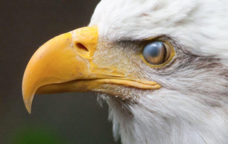 Для чего нужно третье веко. Третье веко помогает орлам летать на высокой скорости. Источник изображения: audubon.org. Фото.