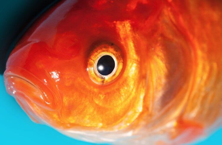 У каких животных нет век. Рыбы не имеют век, потому что их глаза и так прекрасно смачиваются. Источник изображения: metronews.ru. Фото.