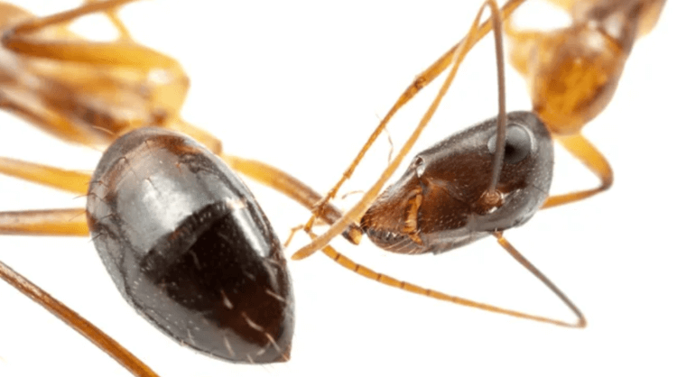 蚂蚁如何互相治愈。 蚂蚁会截掉其亲属受损的肢体。 图片来源：livescience.com。 照片。