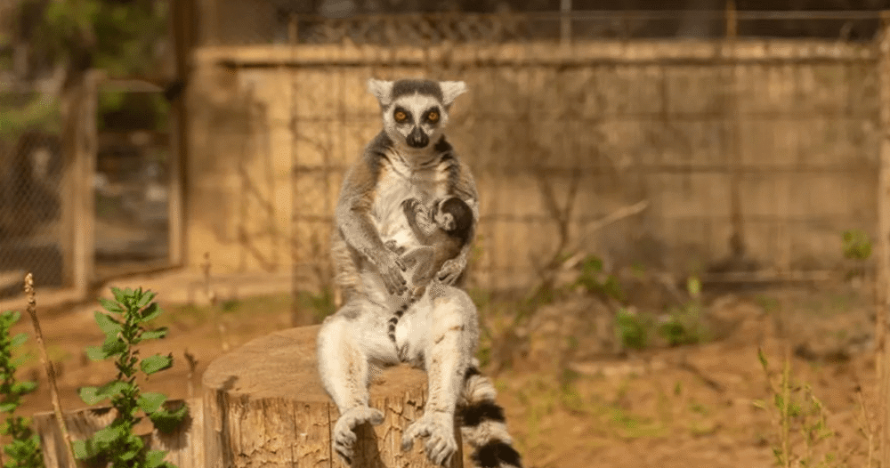 Почему самцы млекопитающих имеют грудь, но не кормят своих детенышей ...