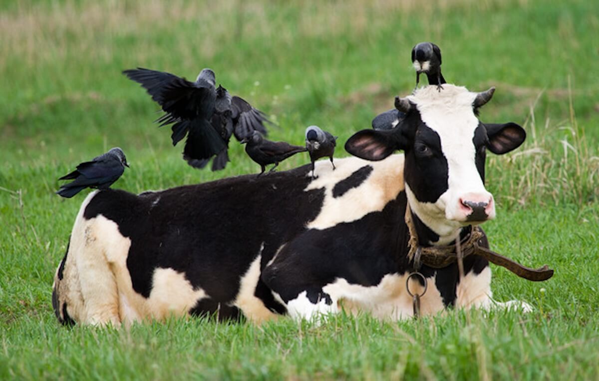 Как передается птичий грипп. Птицы не на прямую заразили коров. Скорее всего передача была через доильные принадлежности. Изображение: Milknews. Фото.