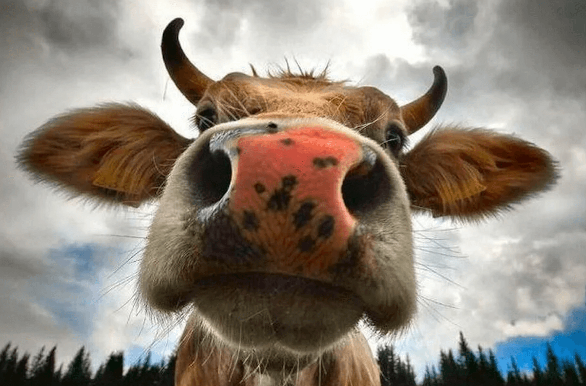 Вирус птичьего гриппа поразил тысячи коров в США. Опасно ли это для нас и почему так получилось. Теоретически вирус коровам может передаваться через нос, но скорее всего путь передачи был другим. Изображение: Городская Ферма. Фото.