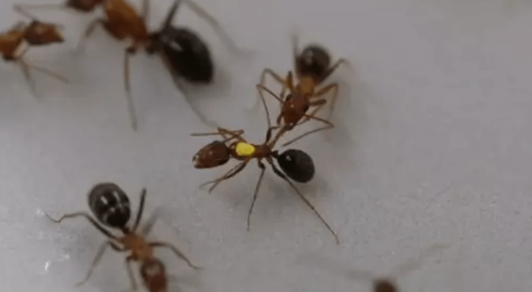 蚂蚁如何学会治愈伤口。  “医疗救护”大大提高了受伤蚂蚁的存活率。 图片来源：cell.com。 照片。