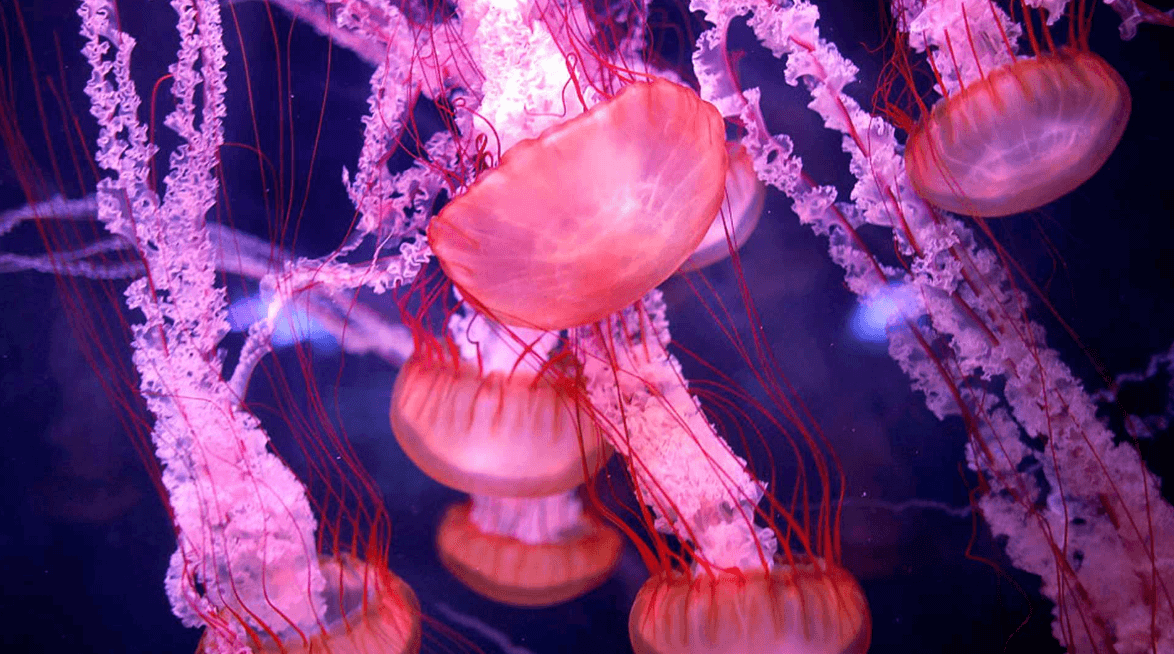 Тело человека действительно светится. Люди светятся как медузы, но менее интенсивно. Источник фото: newsru.cgtn.com. Фото.
