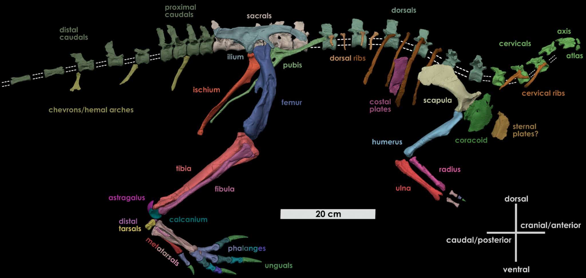 Где жил подземный динозавр. 3D реконструкция скелета динозавра Fona herzogae. Источник фото: naked-science.ru. Фото.