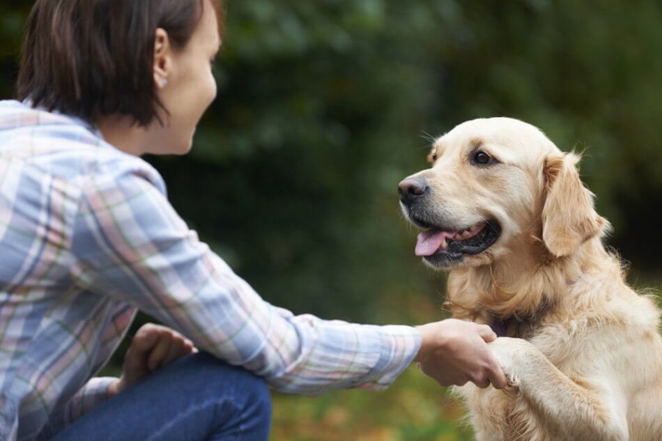 Животные определяют настроение человека по голосу. Собаки, возможно, понимают настроение человека по голосу. Источник фото: wikipet.ru. Фото.