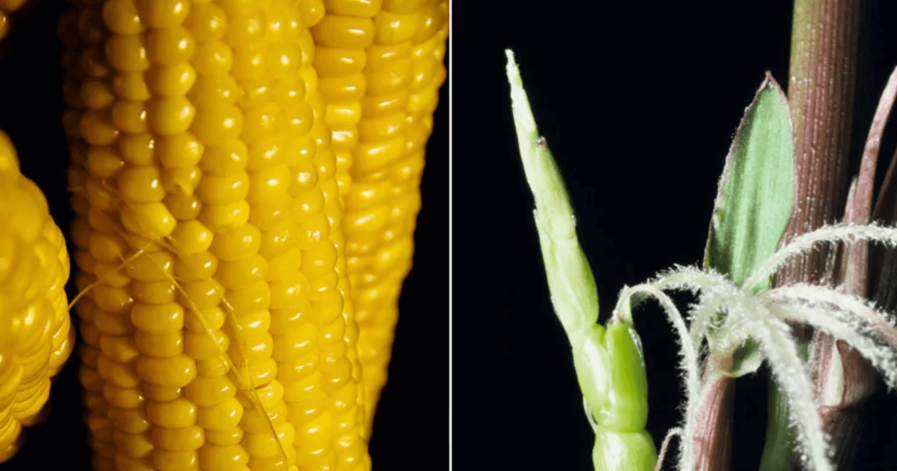 Когда люди начали выращивать кукурузу. Кукуруза и ее древний предок теосинте. Источник фото: ria.ru. Фото.