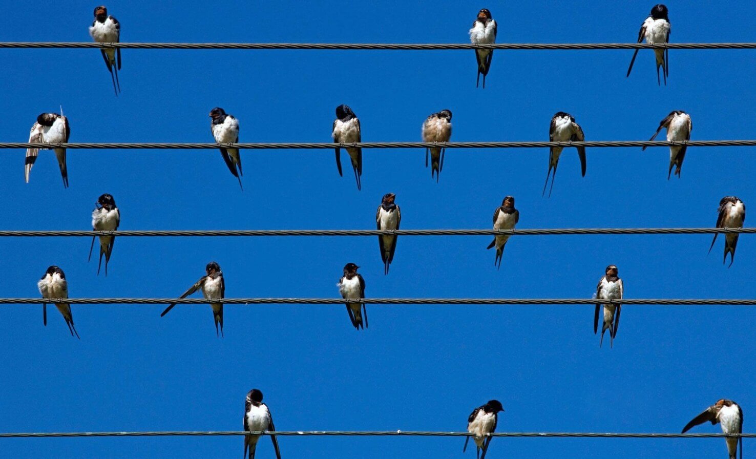 Почему птиц на высоковольтных проводах не ударяет током. Птицы сидят на проводах и их не бьет током — этому есть научное объяснение. Источник: nkj.ru. Фото.