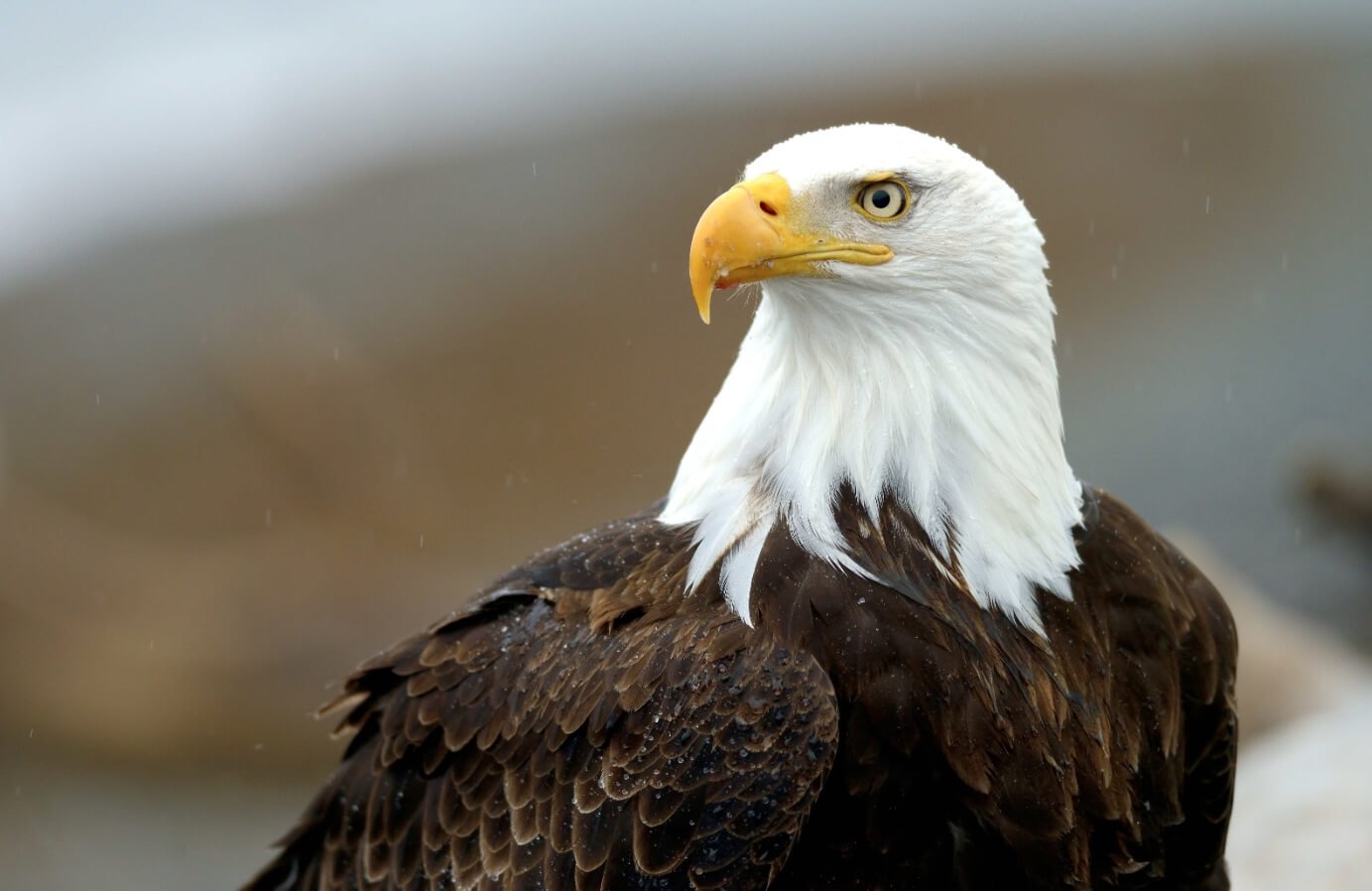 Сколько птиц умирает на проводах. Размах крыльев белоголового орлана может достигать 230 сантиметров. Источник: pofoto.club. Фото.