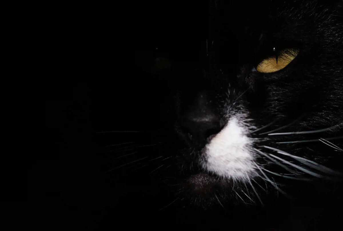 Видят ли кошки ночью? Кошки не могут видеть в полной темноте. Изображение: www.purelypetsinsurance.co.uk. Фото.