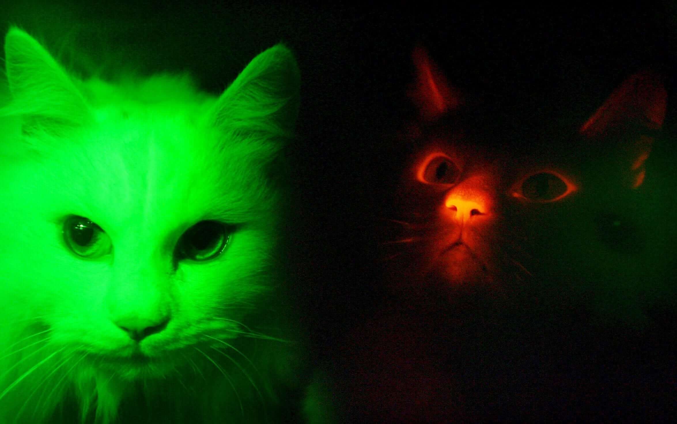 Видят ли кошки ночью? Кошки – сумеречные животные, а значит активны во время заката и на рассвете. Изображение: www.telegraph.co.uk. Фото.