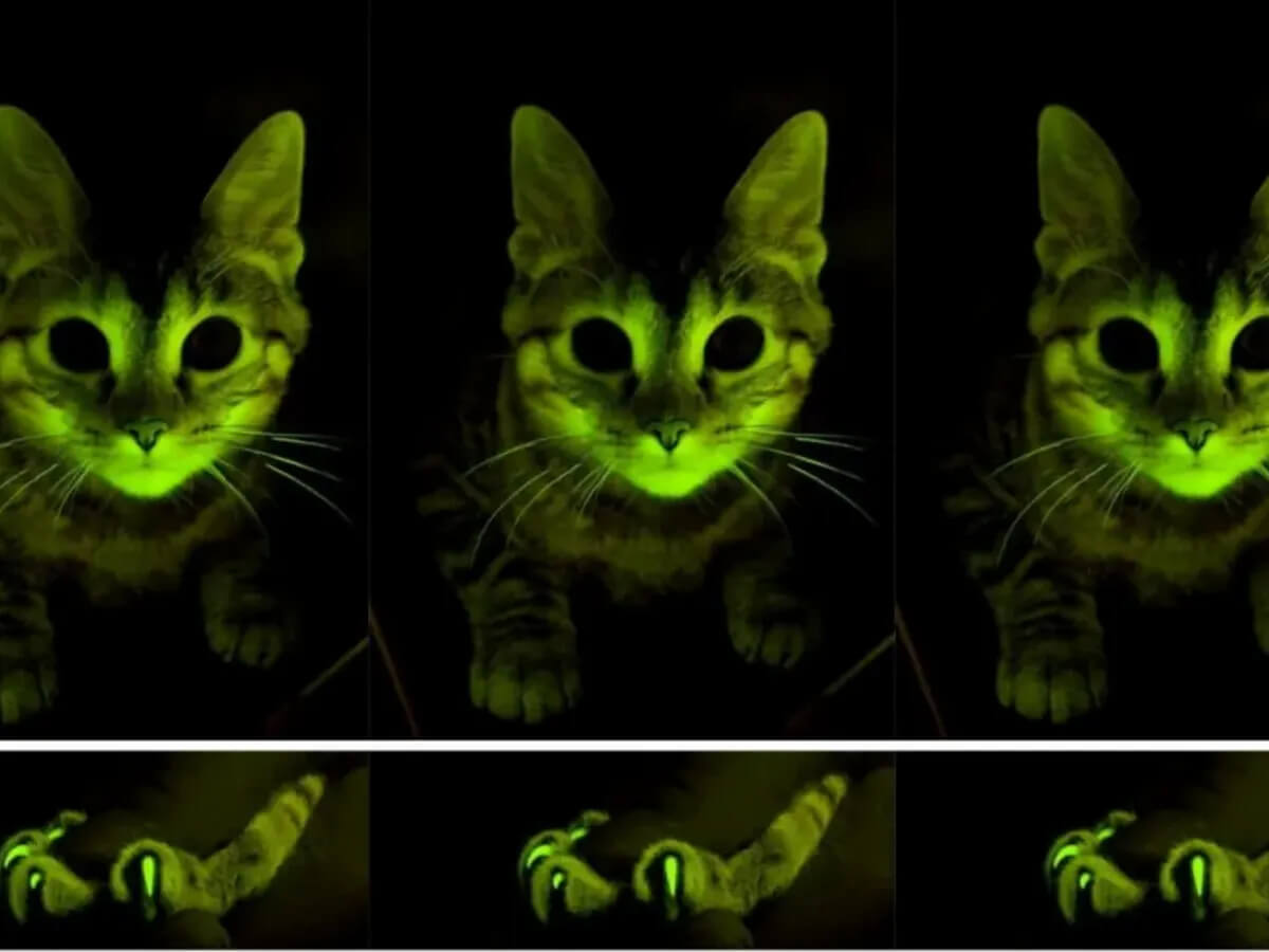 Почему кошки видят в темноте? Могут ли кошки видеть в полной темноте? Изображение: mediaproxy.snopes.com. Фото.