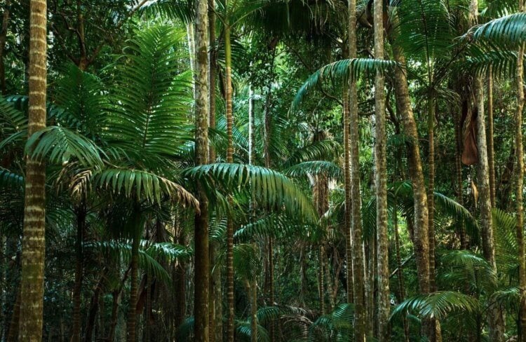 这是植物生长最好的地方。 热带森林是大多数动物的理想栖息地。 资料来源：natural-museum.ru。 照片。