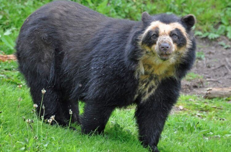 地球上哪里动物最多？ 眼镜熊是生活在南美洲的熊科动物中唯一的成员。 资料来源：fotkiflo.ru。 照片。