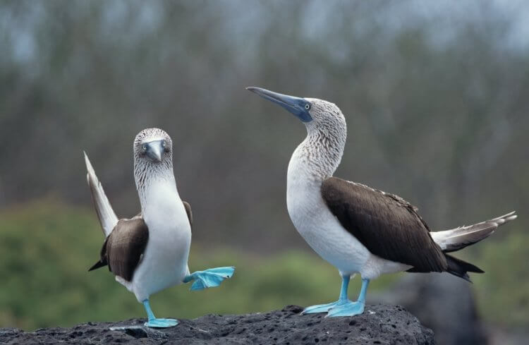 地球上哪里动物最多？ 令人惊叹的蓝鲣鸟。 来源：reddit.com 照片。