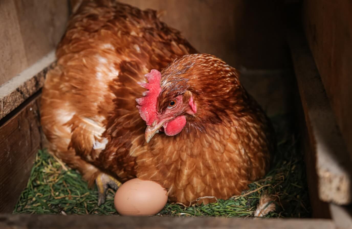 От чего зависит цвет куриных яиц. Цвет куриного яйца зависит от оперения курицы. Источник: freepik.com. Фото.
