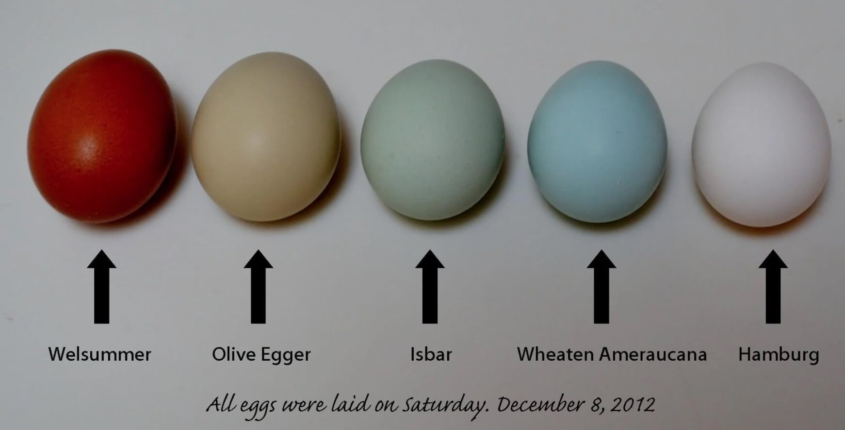 От чего зависит цвет куриных яиц. Цвет куриных яиц в зависимости от породы. Источник: backyardchickens.com. Фото.