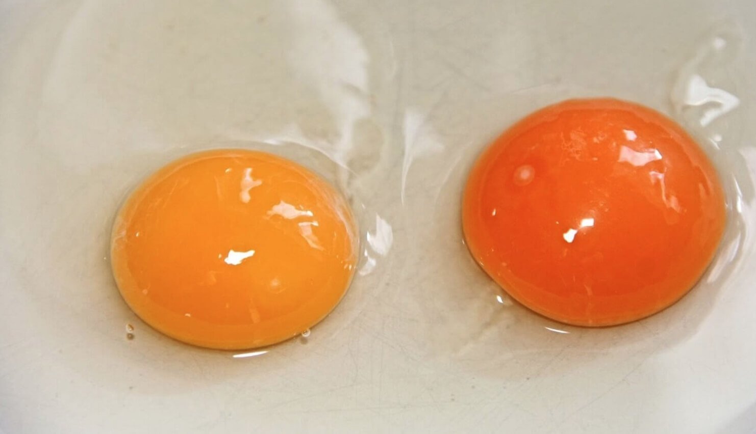 Почему у яйца бледный желток. Яйца отличаются не только цветом скорлупы, но и оттенком желтка. Источник: 35media.ru. Фото.