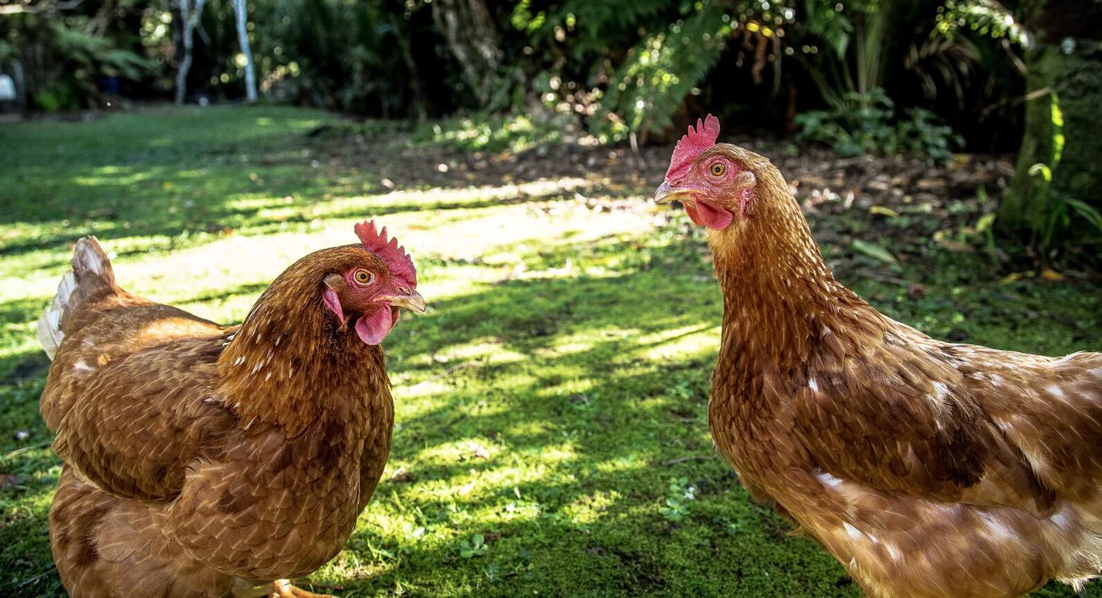 Какая толщина у яичной скорлупы. Питательность и другие особенности куриных яиц зависят от возраста и состояния здоровья куриц. Источник: wyomingpublicmedia.org. Фото.