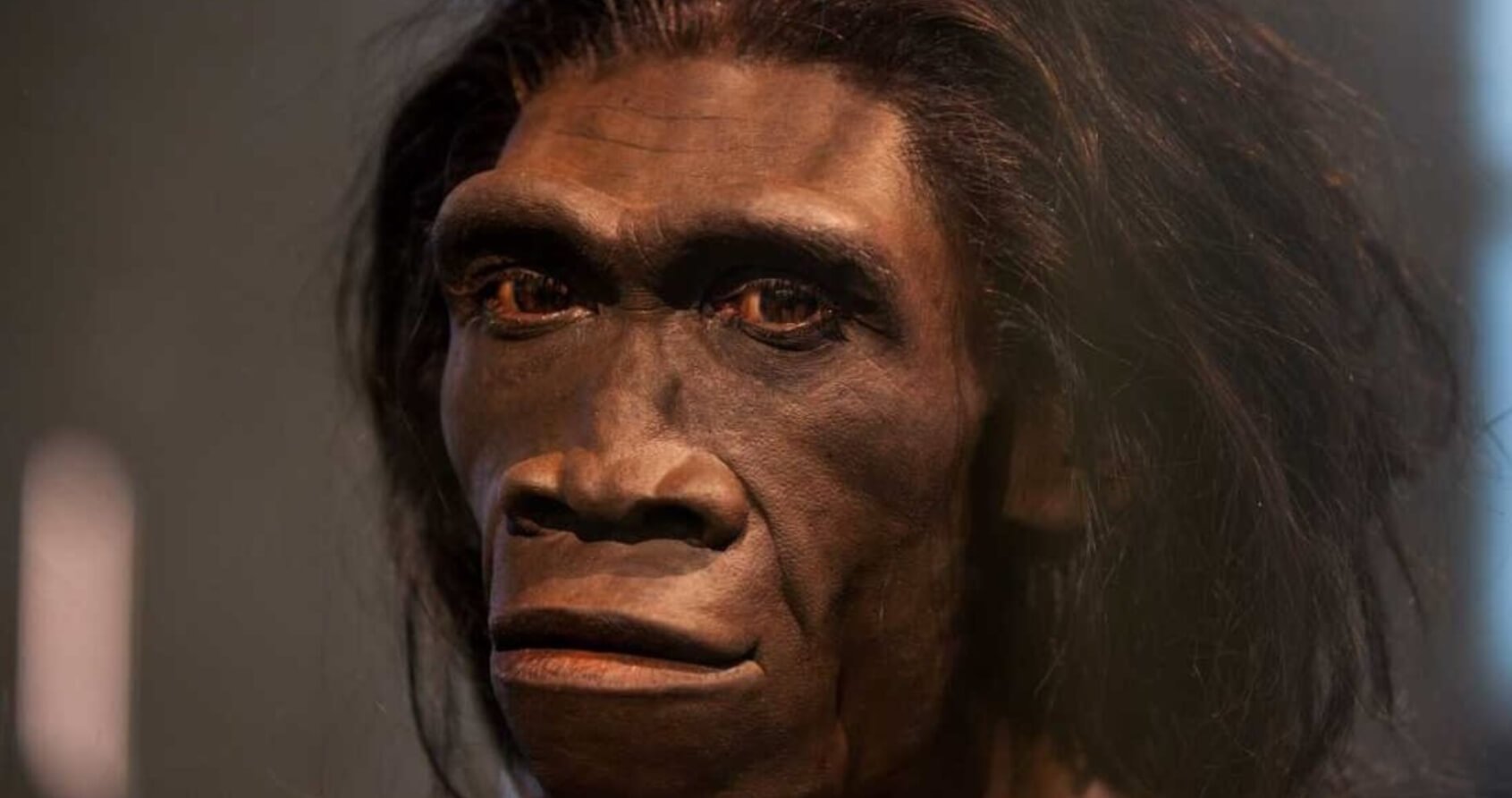 Самый древний человек в мире. Скорее всего, древние люди перестали быть обезьянами после появления Homo erectus. Источник: ancienthistorylists.com. Фото.