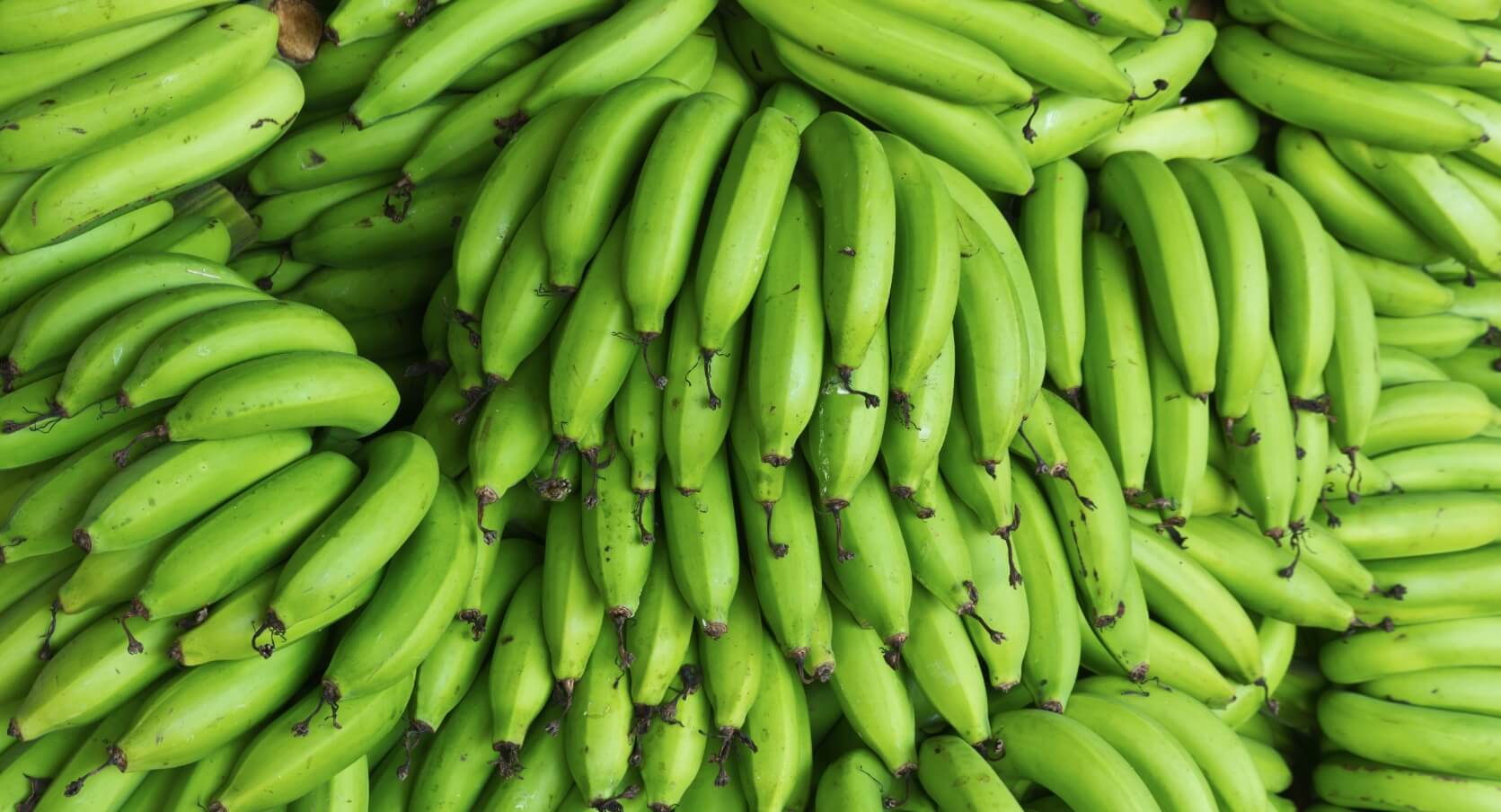 Польза зеленых бананов. Зеленые бананы не ядовиты, но плохо перевариваются. Источник: lifegid.com. Фото.
