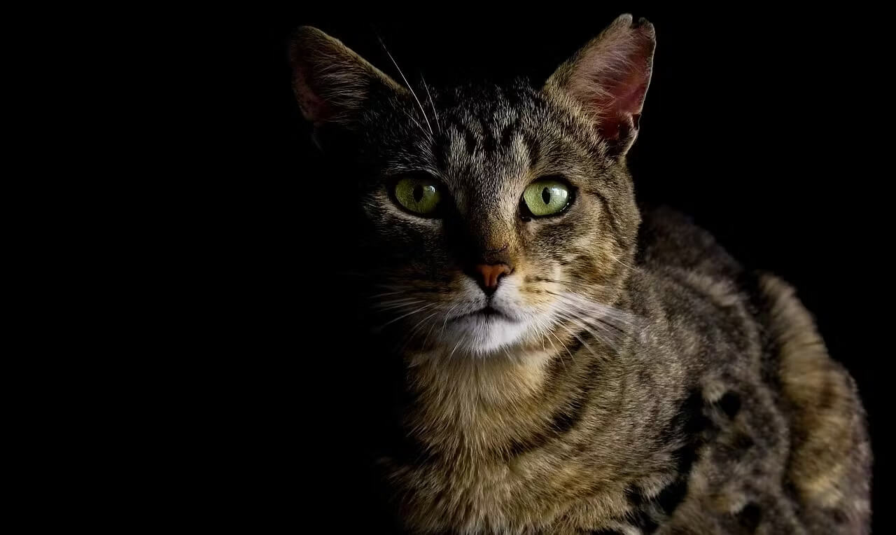Оставлять ли свет включенным для кошки дома? К слову, у кошек ночное зрение намного лучше, чем у собак (а у собак ночное зрение лучше, чем у людей). Изображение: images.prismic.io. Фото.