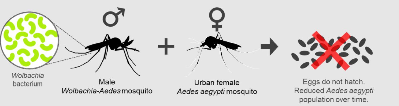 Как бактерии меняют пол самцов ос. Ученые используют бактерию для борьбы с опасными насекомыми. Источник изображения: nea.gov.sg. Фото.