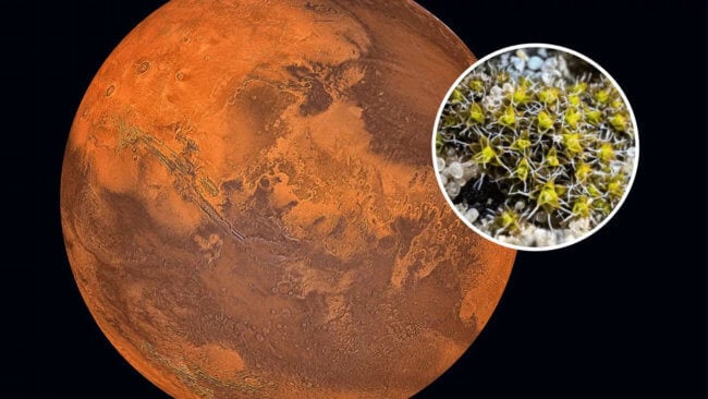 Какие растения смогут выжить на Марсе? Фото.
