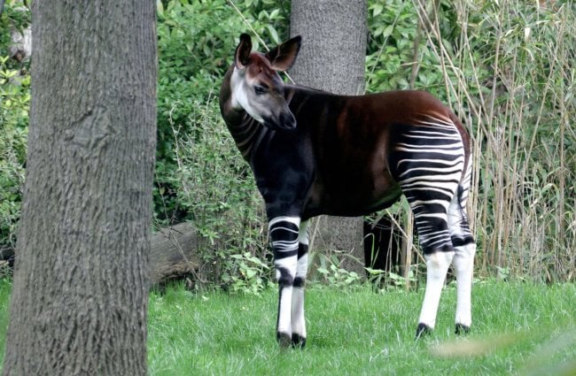 Окапи: неуловимое животное с головой жирафа и ногами зебры. Фото.