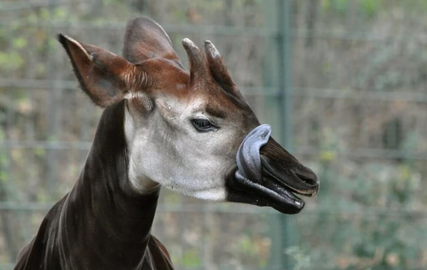Современные родственники жирафов. У окапи есть рога и длинный язык. Источник: zootierliste.de. Фото.
