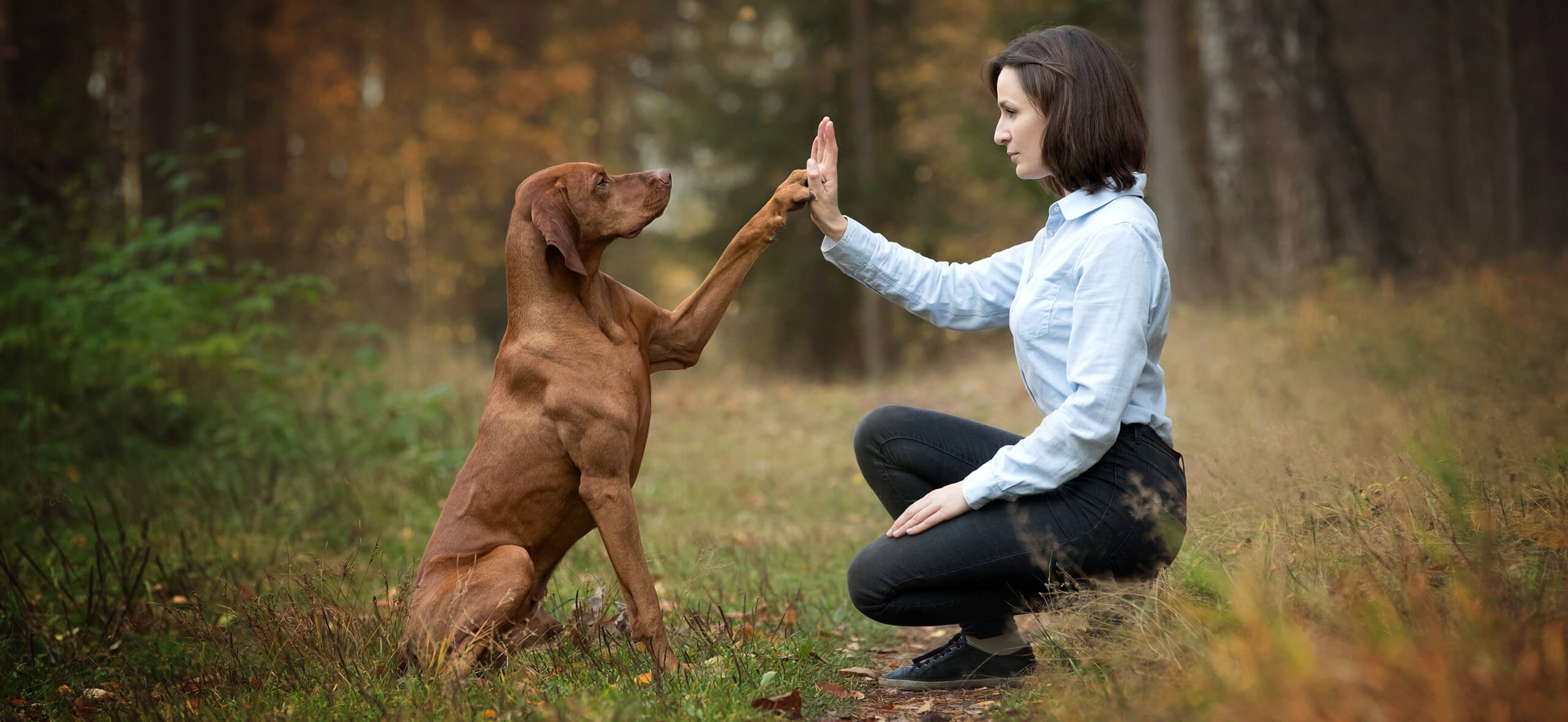 Собаки могут вспоминать события из жизни. Собаки могут повторять действия за человеком. Источник фото: journal.tinkoff.ru. Фото.