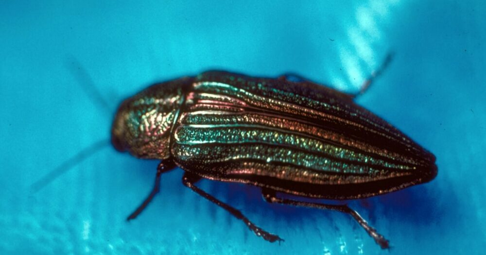 昆虫の寿命は数週間だと思いましたか?このカブトムシは50年も生きます！