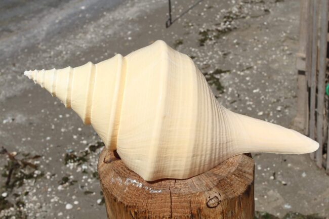 Самая большая улитка в мире — ее раковина достигает 1 метр в длину. Фото.