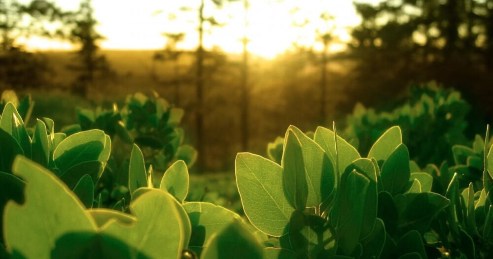 なぜ植物は緑色なのでしょうか？答えはあなたが思っているよりも複雑です