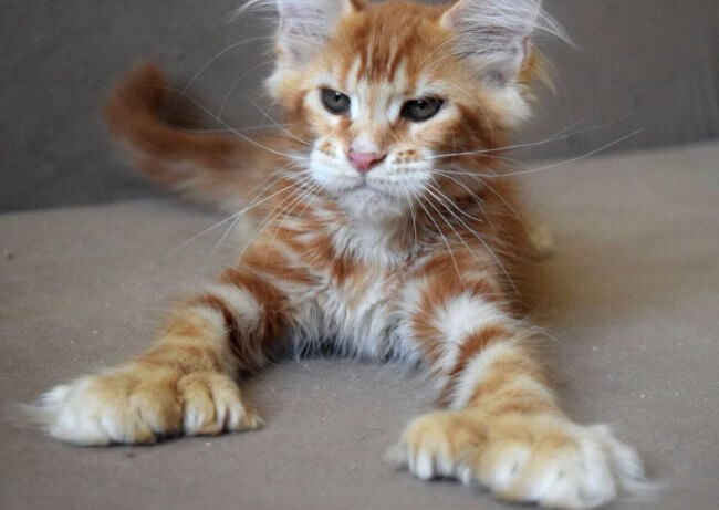 Красивые животные-мутанты, которые обрели неповторимый внешний вид. Фото.
