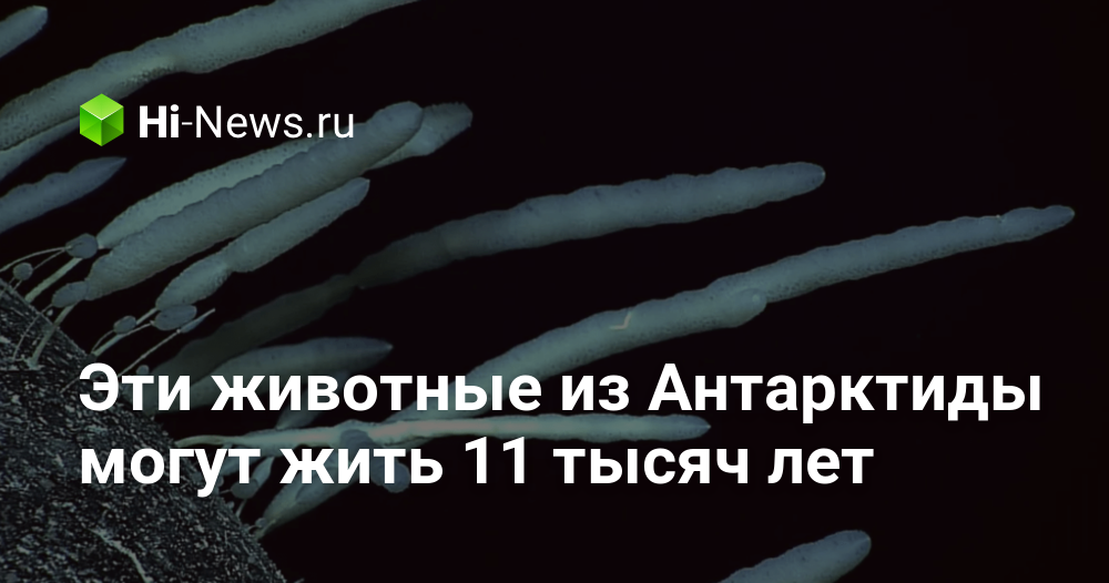 これらの南極の動物は11,000年生きることができます