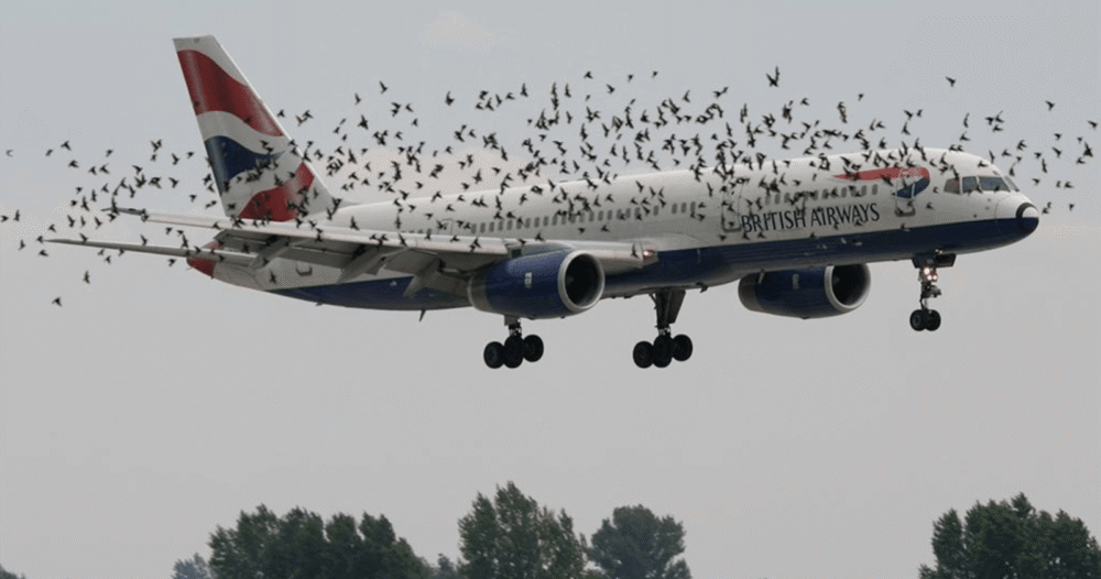 飛行機にとって危険な鳥はどれですか?