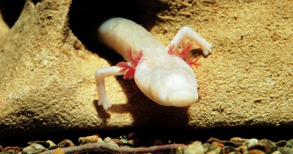 あなたが知らなかった6つの奇妙な生き物