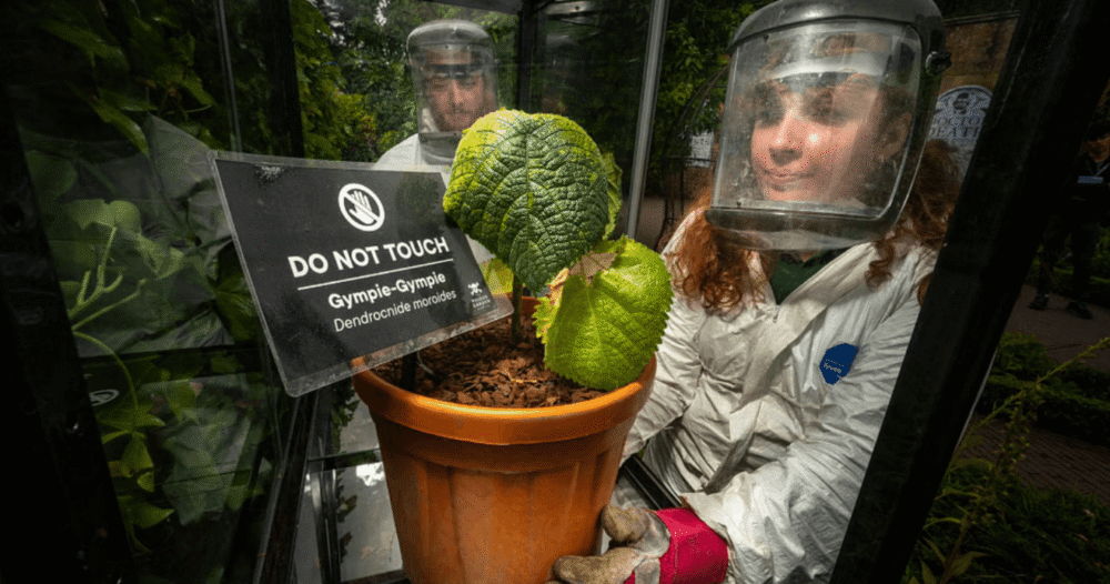 世界一の猛毒植物がなぜイギリスに持ち込まれたのか!?