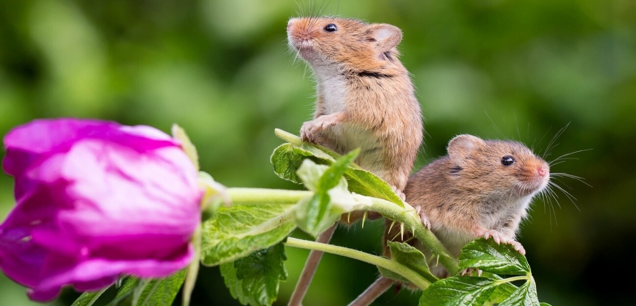 Что мыши делают для «реанимации». Мыши не единственные животные, которые заботятся друг о друге. Источник: wallpapers.99px.ru. Фото.