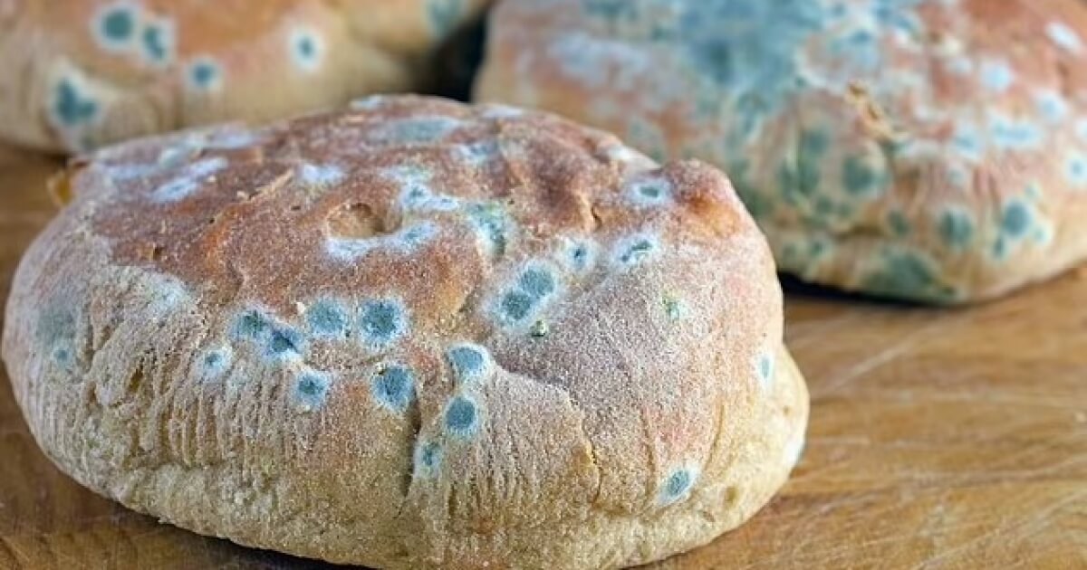 По цвету плесени можно понять, насколько она опасна. Источник: wur.nl. Фото.