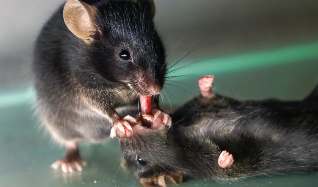 Вы знали, что мыши способны реанимировать друг друга в случае травмы? Мыши «реанимируют» других мышей, которые потеряли сознание. Источник: iflscience.com. Фото.