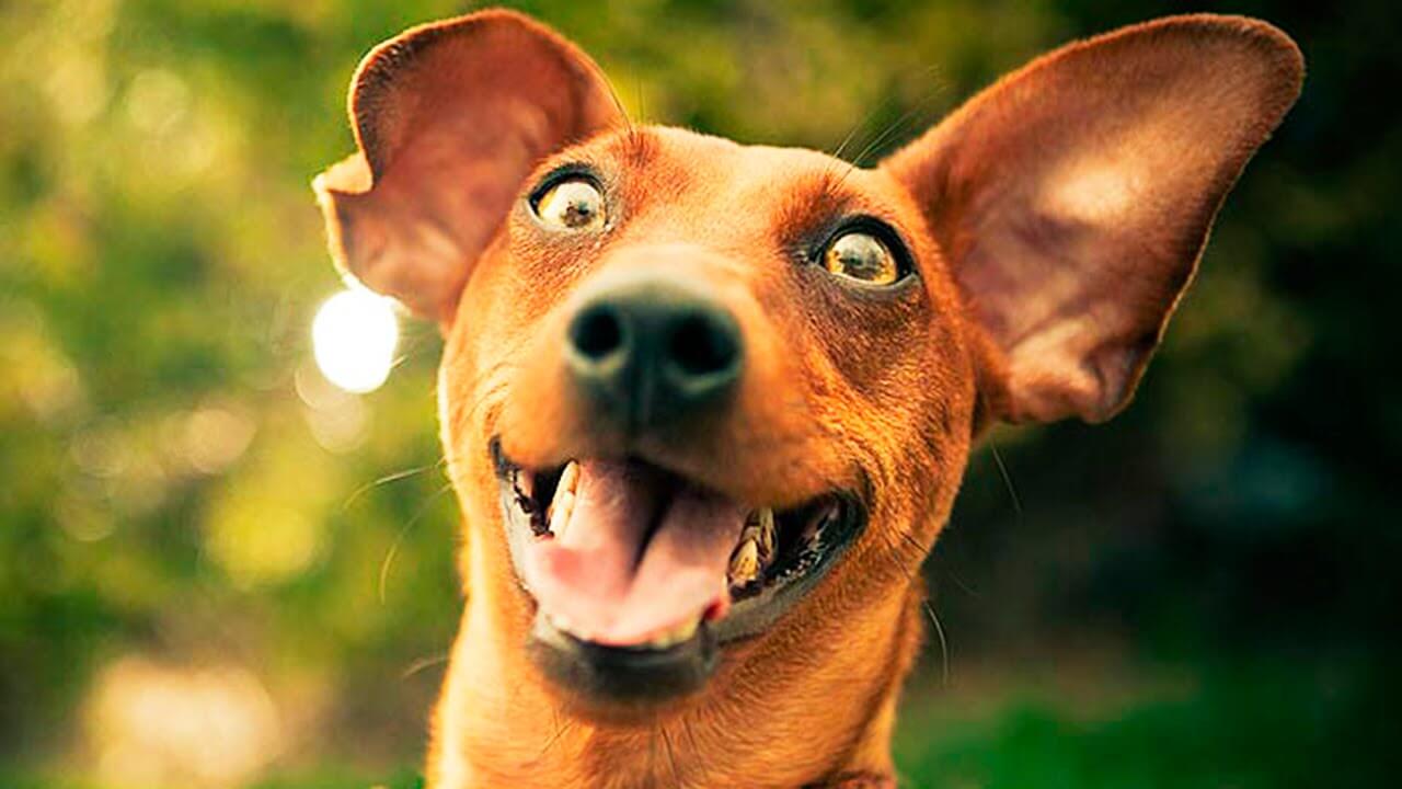 Животные тоже иногда страдают от психических заболеваний. Источник: sobakan.com. Фото.